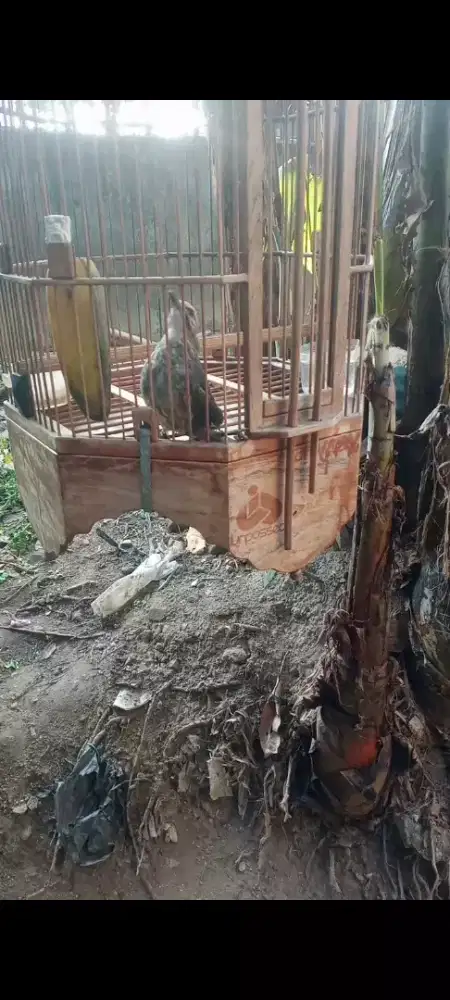 Cakrowo minus kaki bengkok mentar sebelah