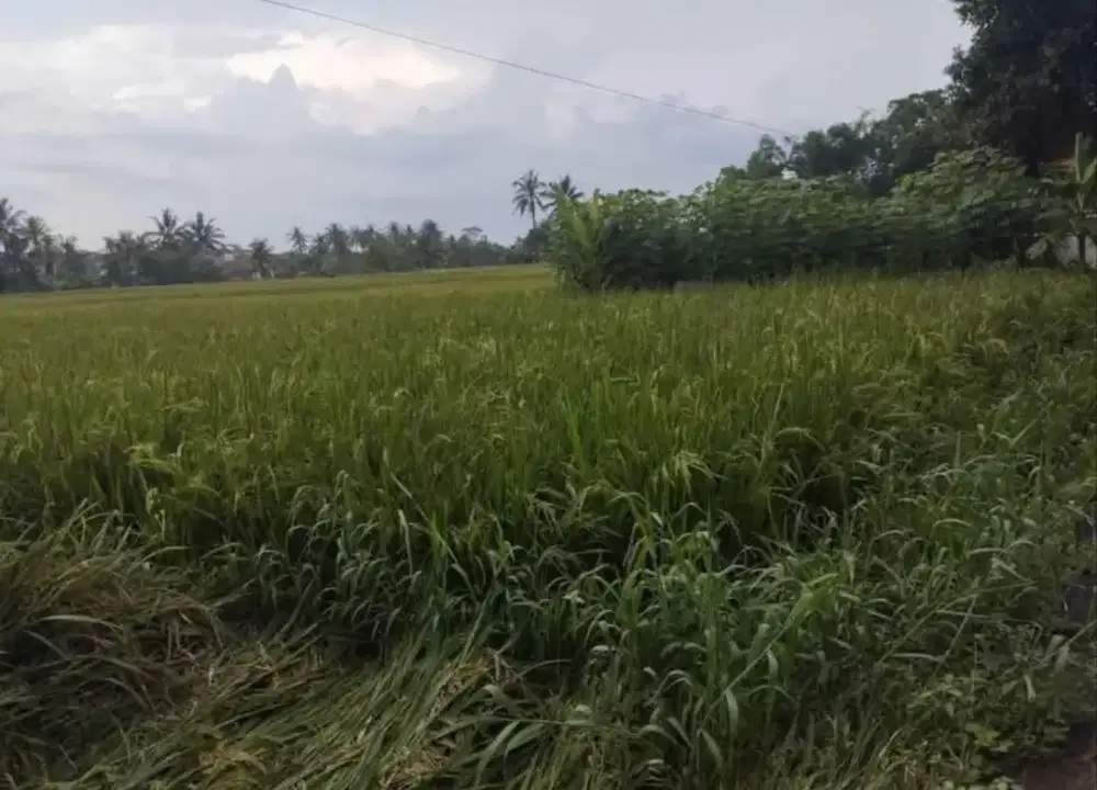 Dijual Sawah Samping polsek ciberem lanud Tasikmalaya
