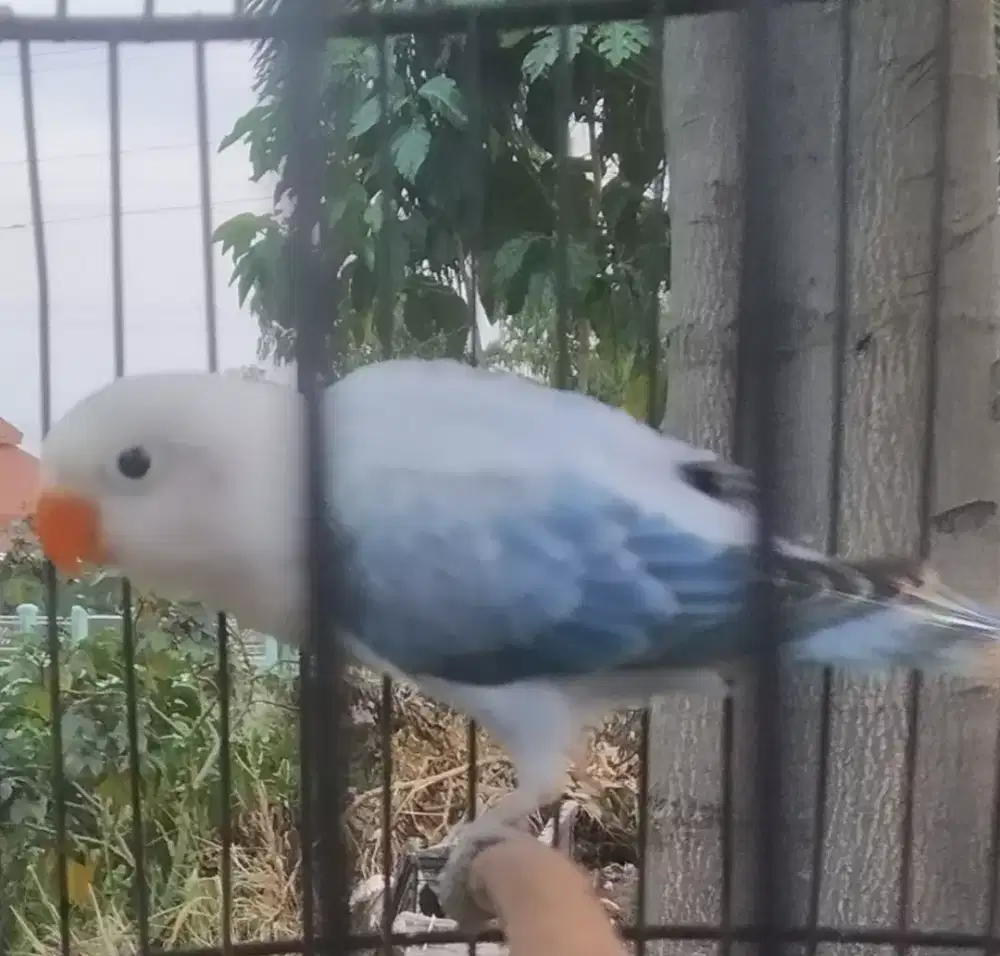 Lovebird bio Ewing vio hampir cling prediksi betina