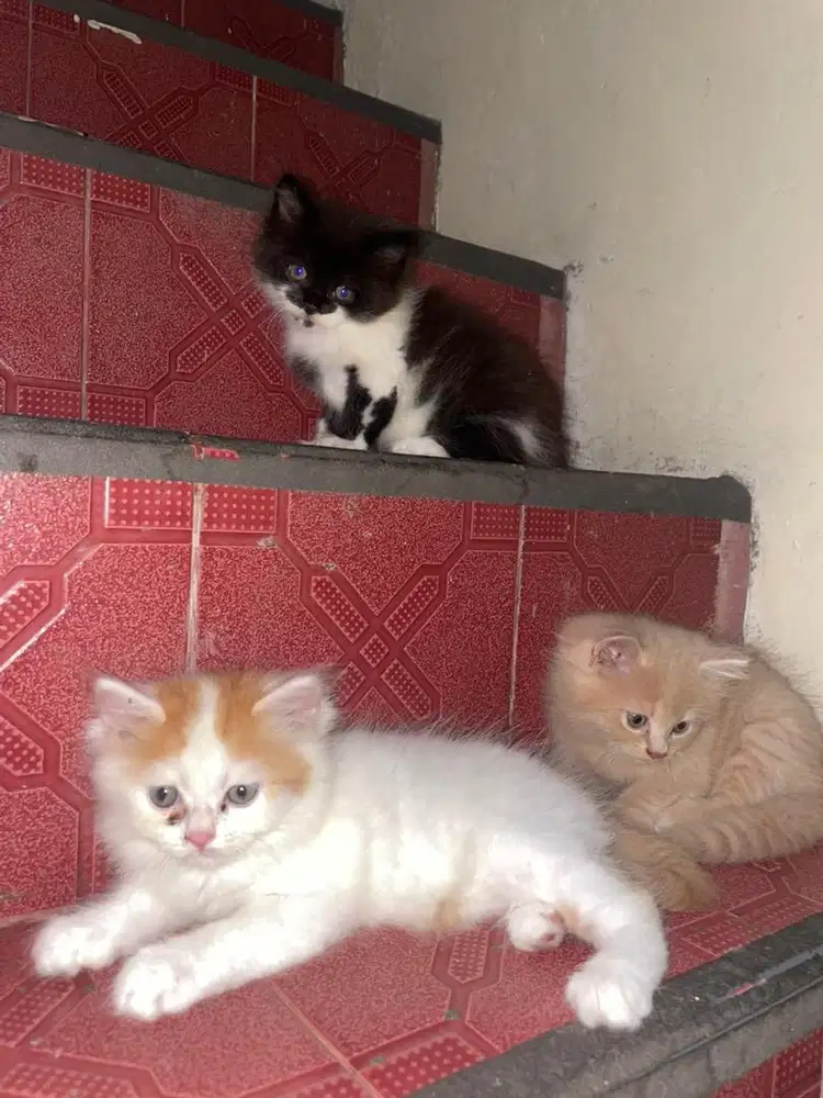 Kitten Persia Medium