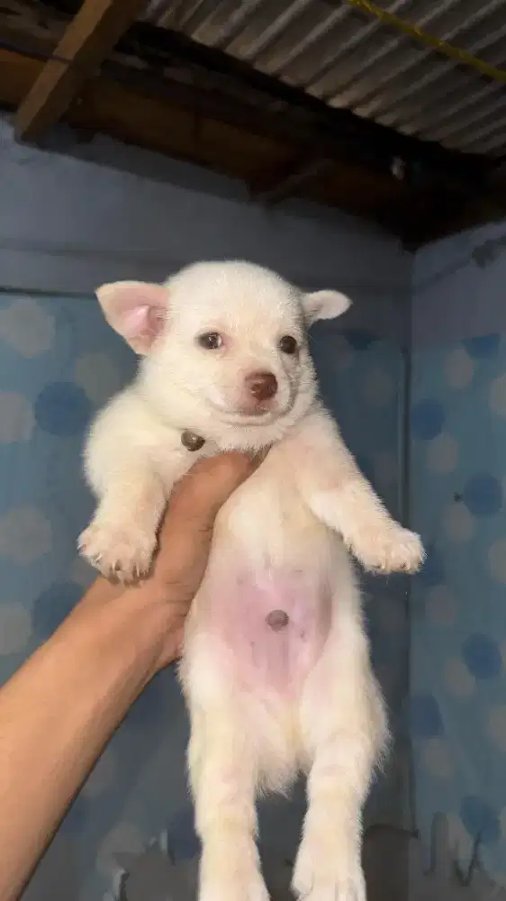 puppies Chihuahua