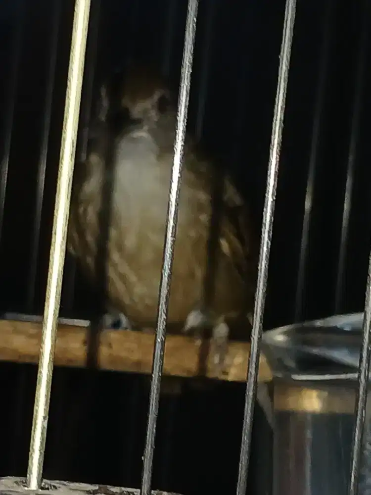 Burung Kapas Tembak buat mastera bunyi semau nya jual burja harga nett