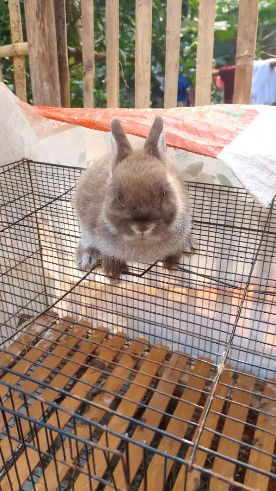 Kelinci netherland dwarf