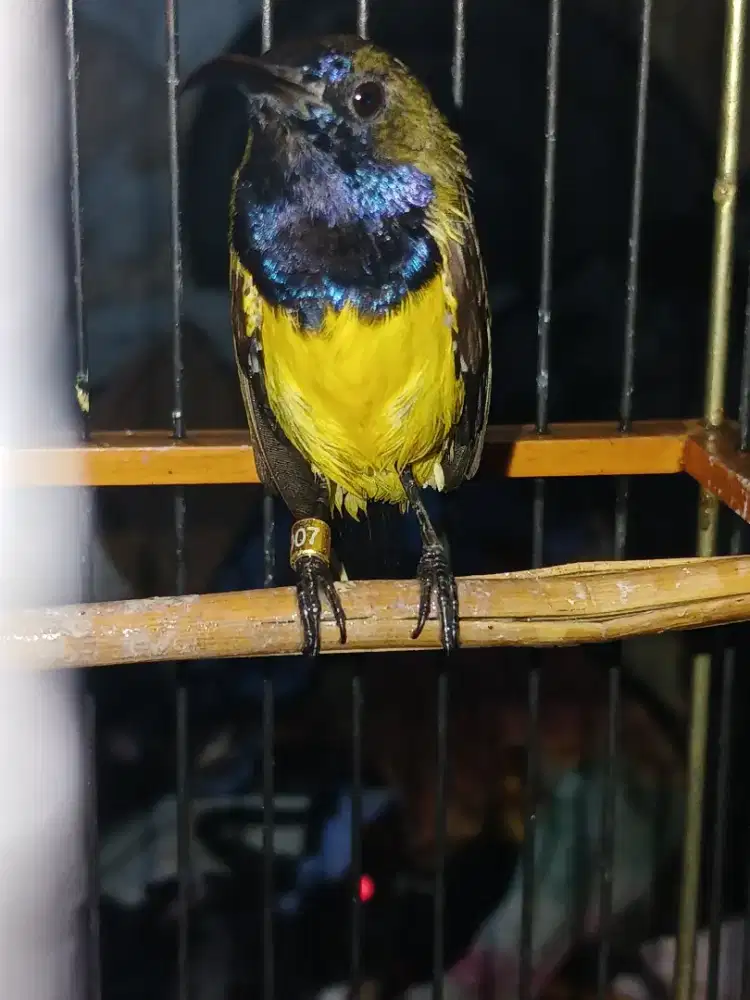 Burung masteran sogon gacor jual Full set kandang bagus harga nett