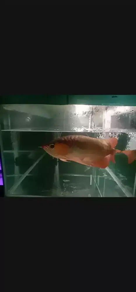 Ikan hias Arwana Super Red Sumo Babon kwalitas Size -+58 cm