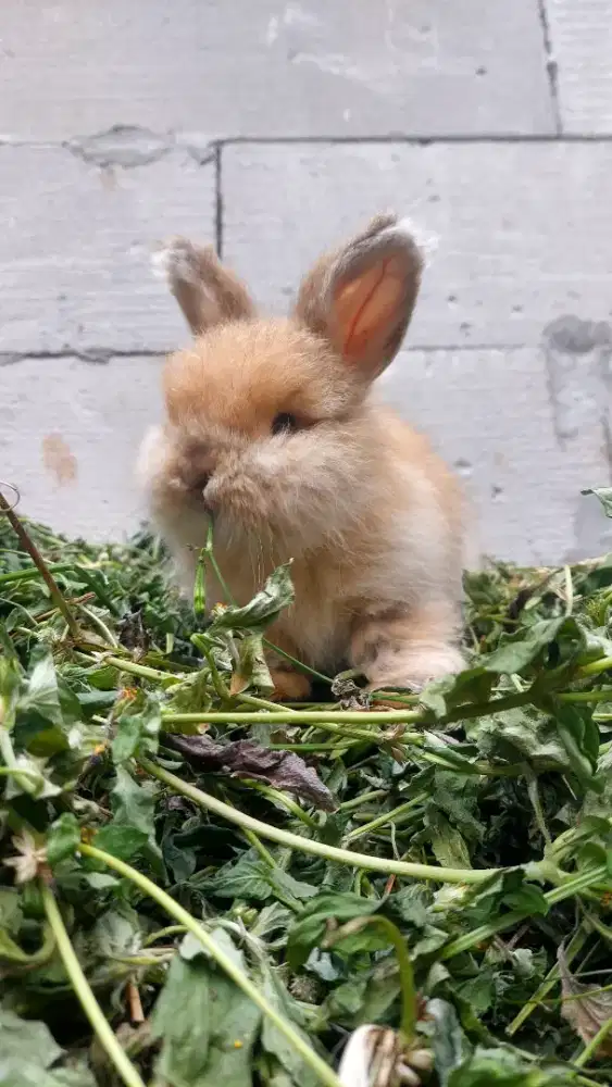 English Anggora mix HL