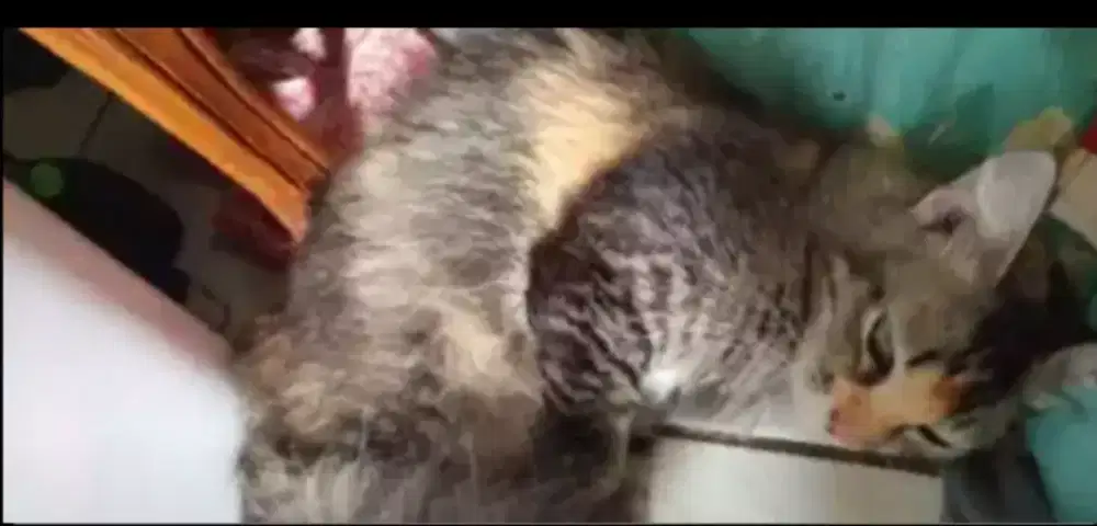 KUCING BETINA DIJUAL CEPAT[BACA DESKRIPSI BLI NI]