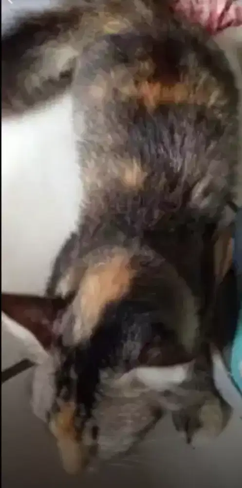 KUCING BETINA DIJUAL CEPAT [BACA DESKRIPSI]
