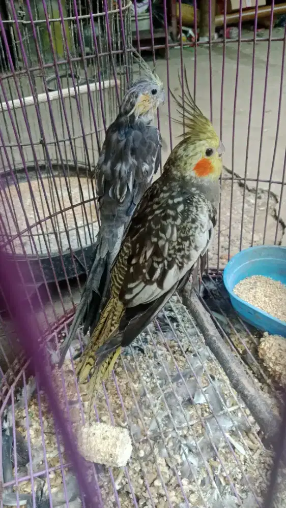 Burung falk sepasang masa penjodohan