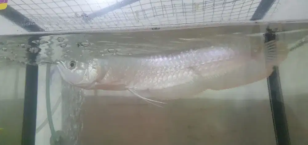 Ikan Predator murah
