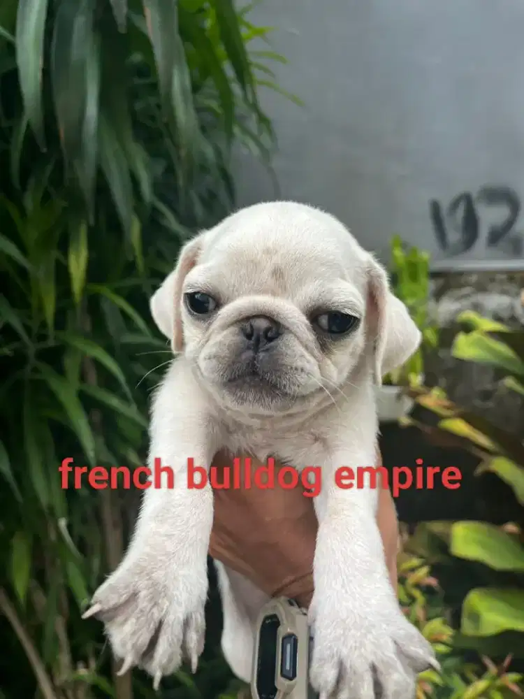 White PUG (RARE COLOUR) jantan stb