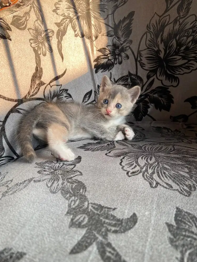 Kitten persia mix dome (betina)