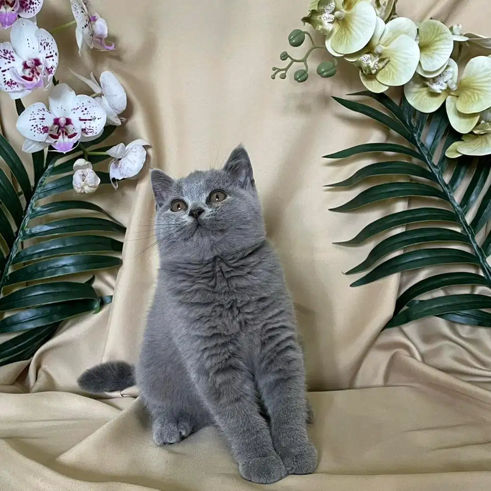 British Shorthair Jantan 2,5 bulan