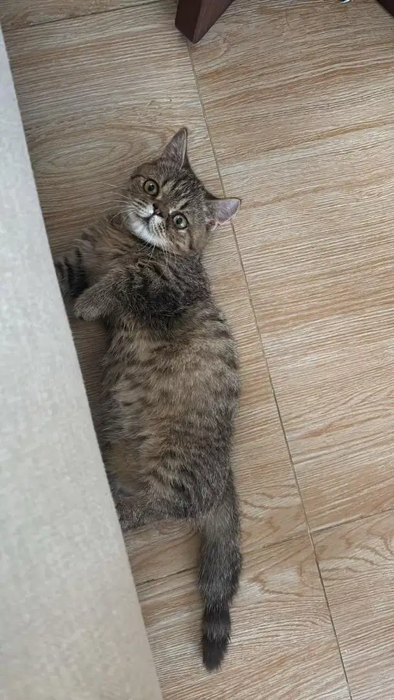 BSH MUNCHKIN JANTAN TABBY / EXO EXOTIC