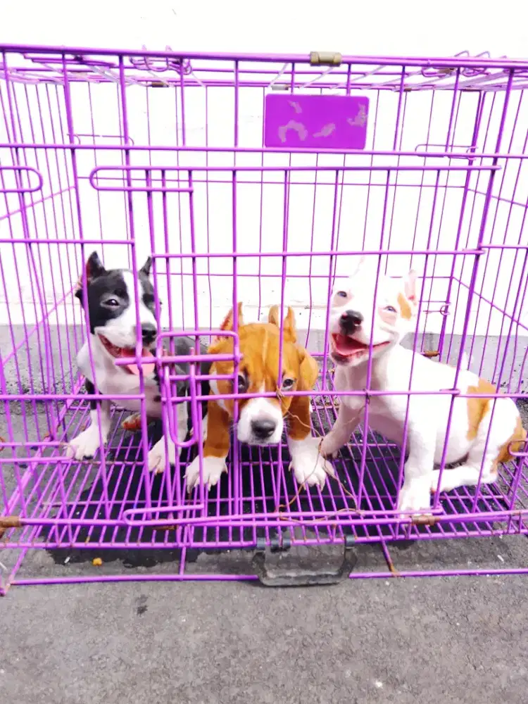 Anak anjing American Bully