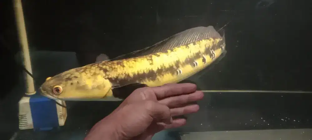 Maru ya ( yellow sentarum) size 53cm++