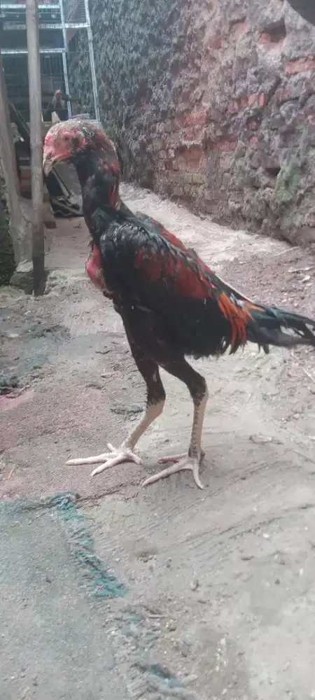 Jual cepat ayam bangkok koygoun jangaran