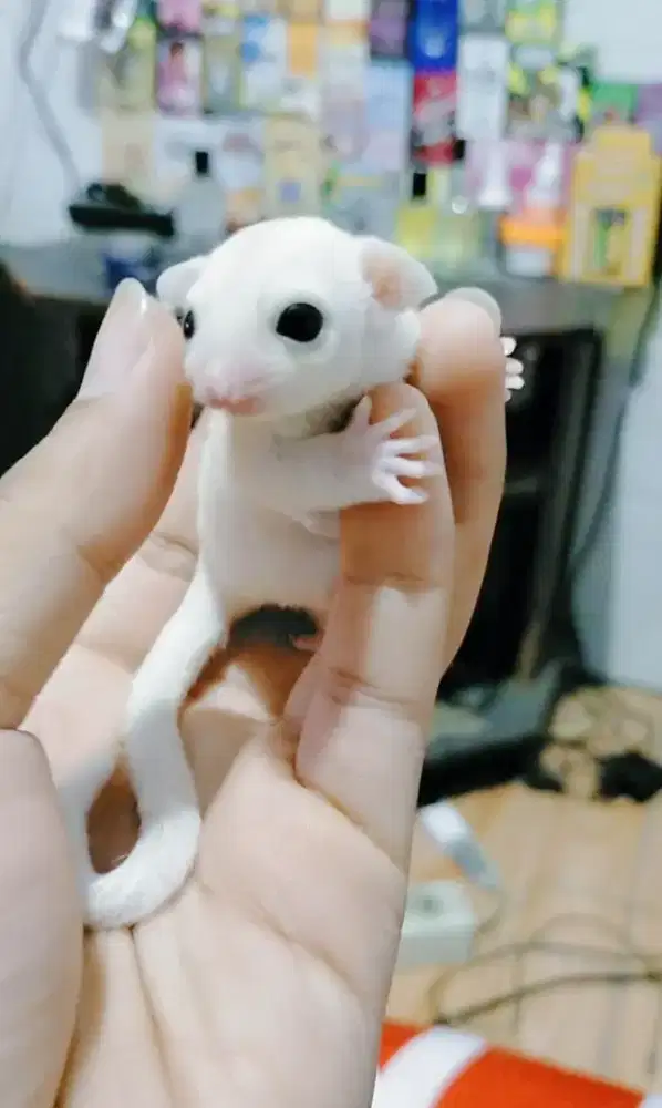 Sugar glider Joy Leucuistic Betina