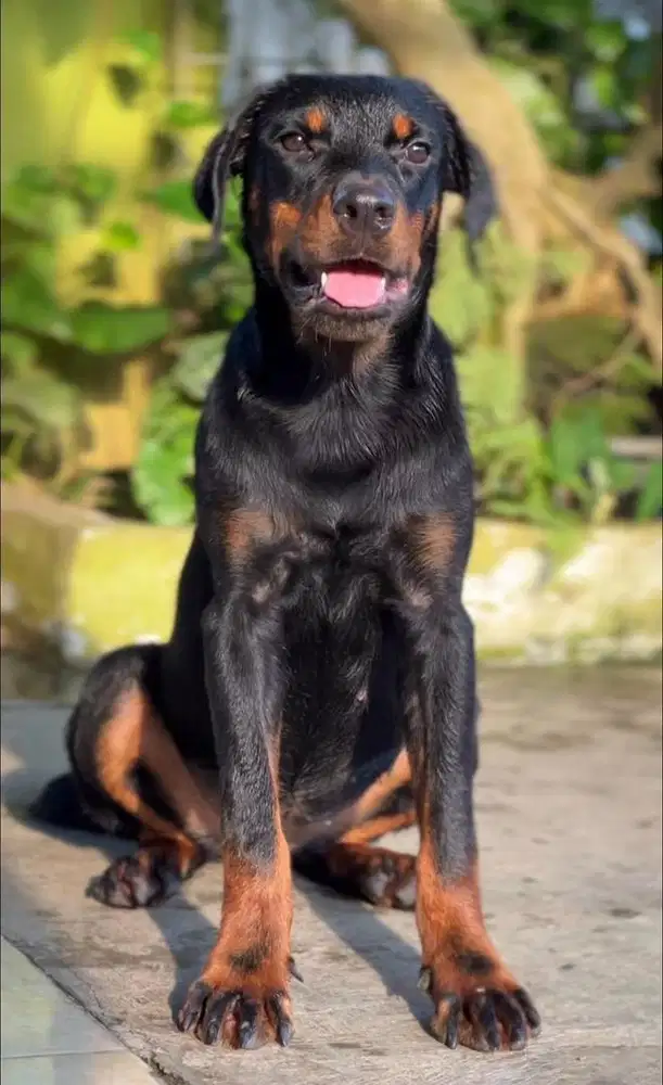 Rottweiller betina