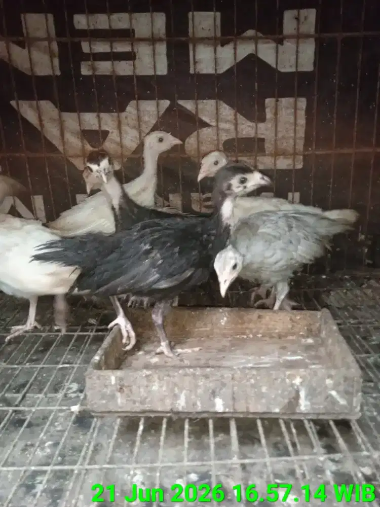 Kalkun bkn Kandang bangkok serama pelung