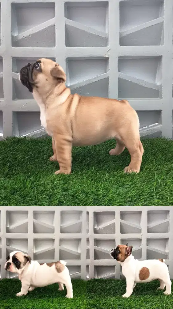 French Bulldog [FEMALE]