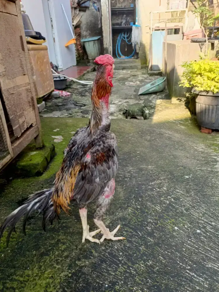 Ayam phakoy warna kelabu kuning...