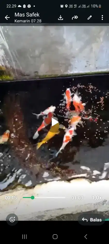 DiJual Ikan koi...