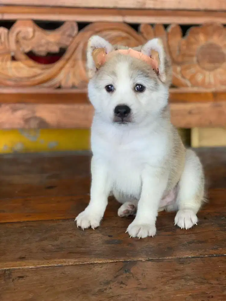 Husky 2bln jantan