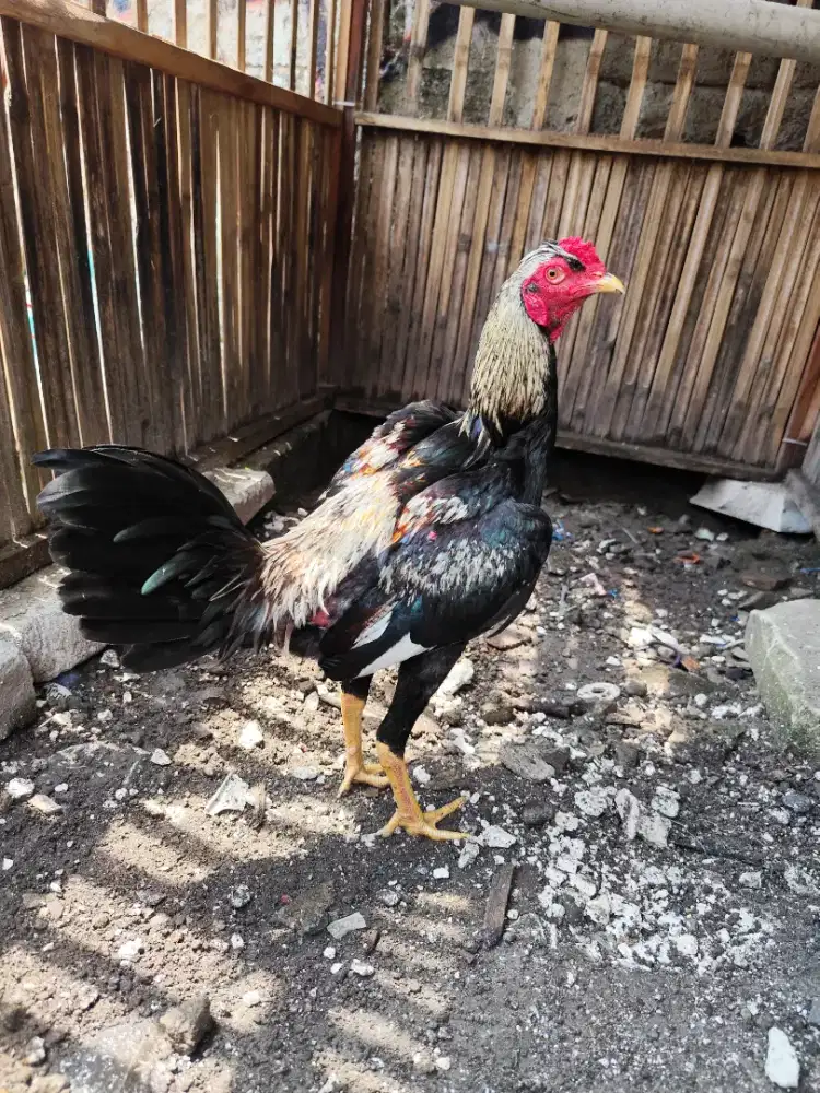 Ayam mangon muda