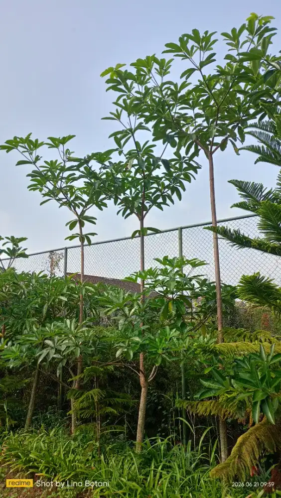 pohon pule murah