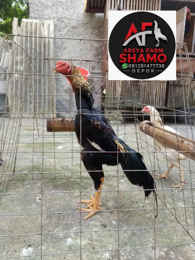Shamo Eropa Pacekan Muda