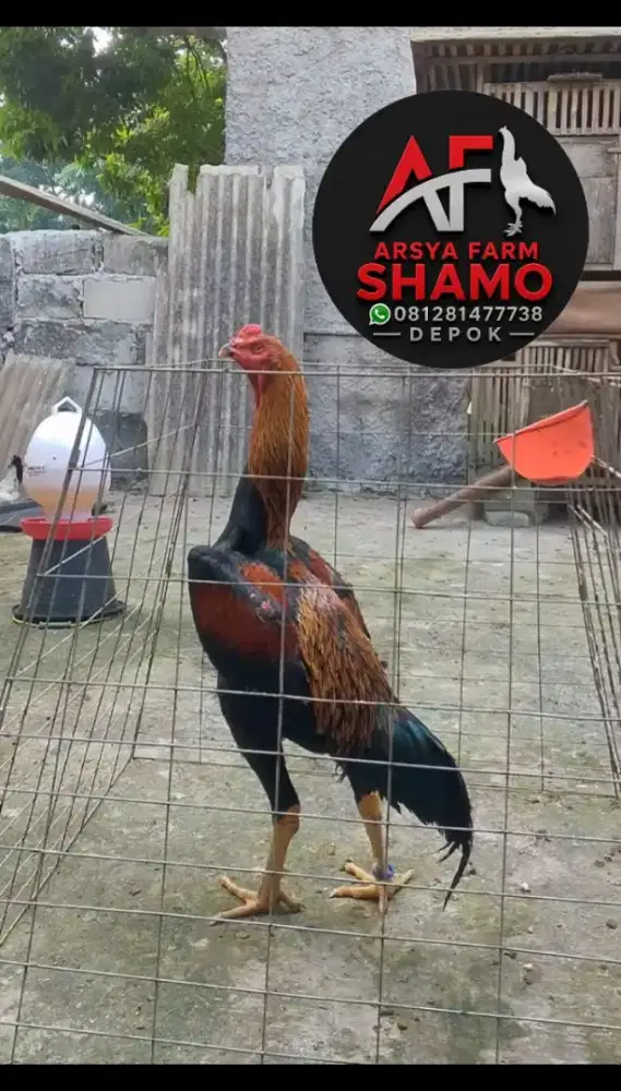 Shamo Eropa line Nuber