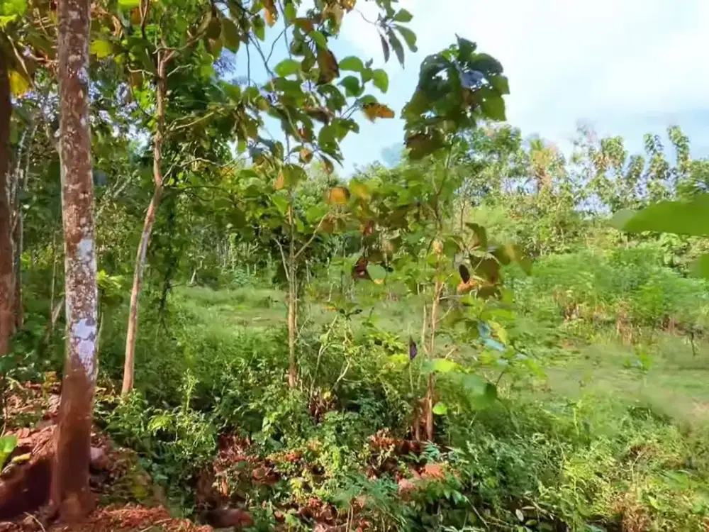 Tanah Pekarangan