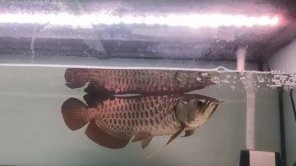 Ikan arwana golden red