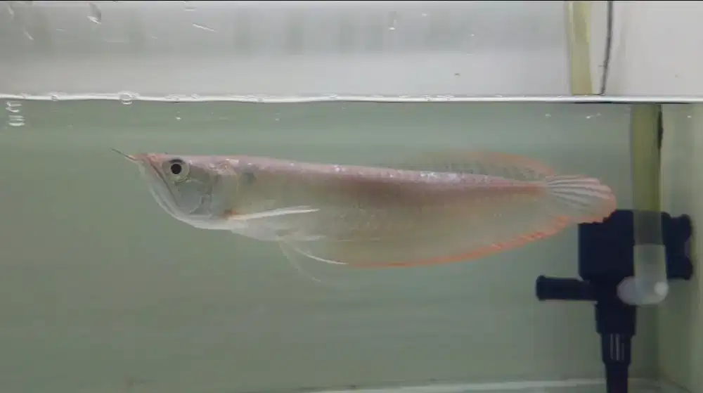 Arwana silver red ukuran 25cm