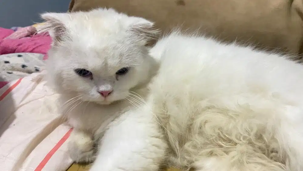 kucing persia pesek putih mata biru gemas