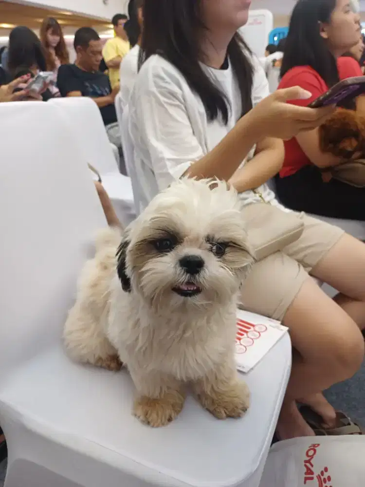 Shihtzu betina calon indukan