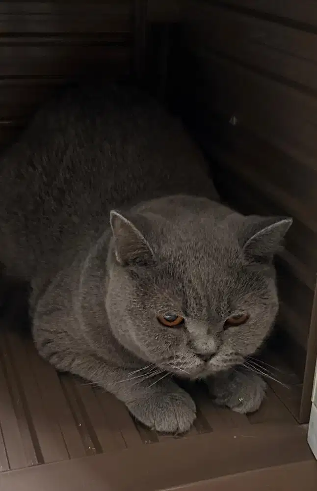 Kucing british shorthair bsh british short hair