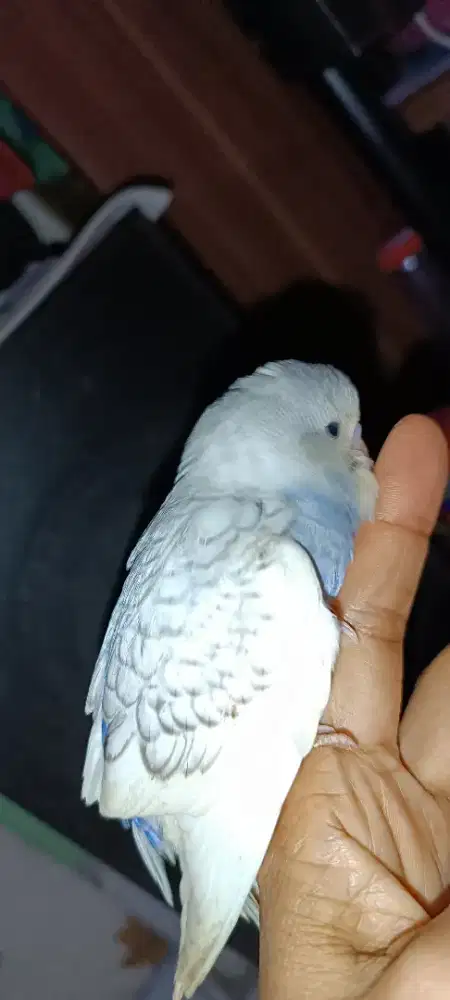 Parkit mutasi jinak