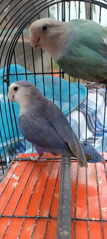 Lovebird NK vio