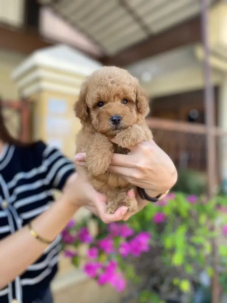 Toy poodle jantan tedy bear