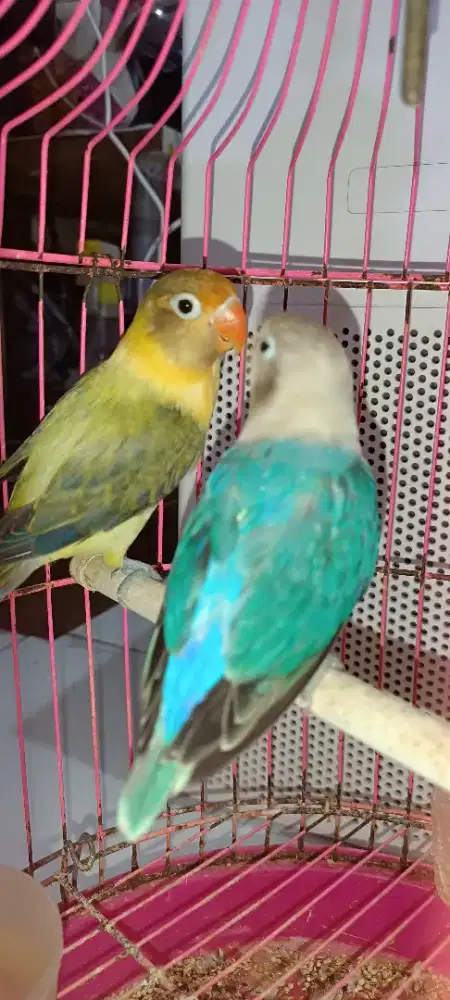Pasangan siapan mantul