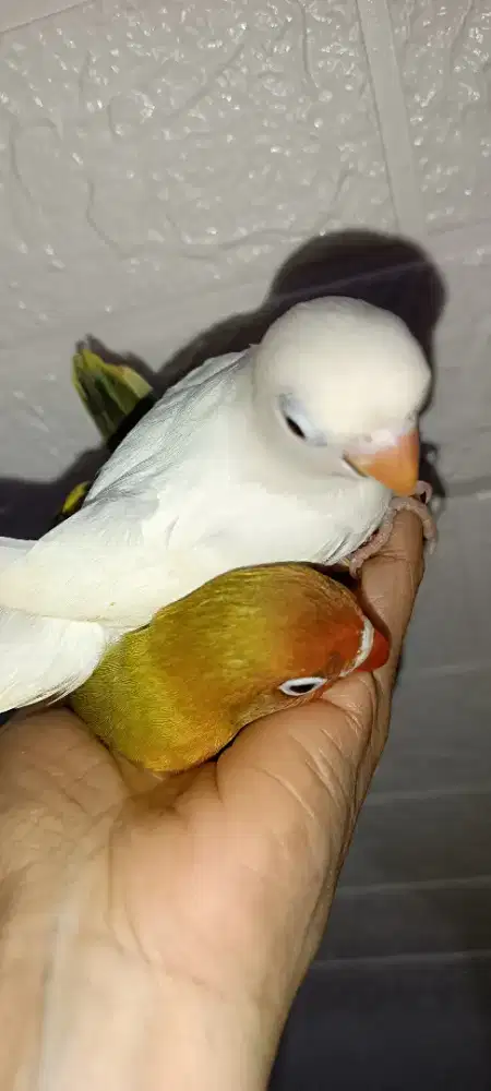 Lb albino RM jinak