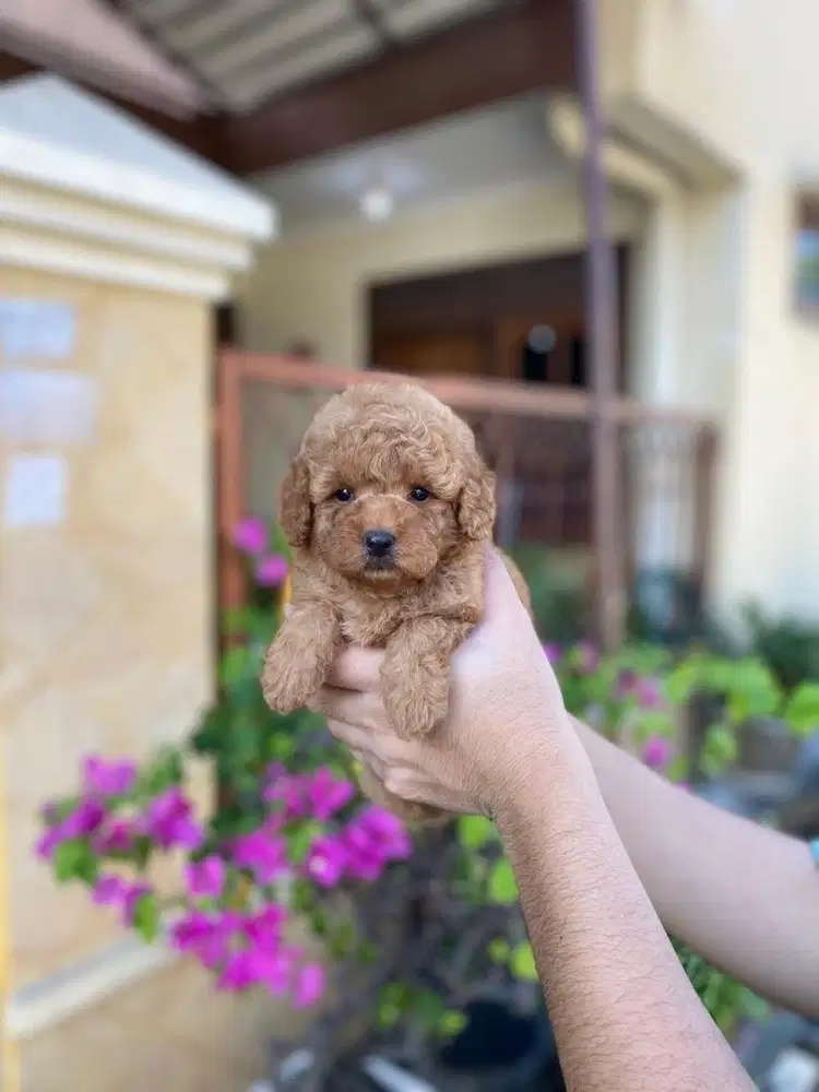 Toy poodle betina bearface
