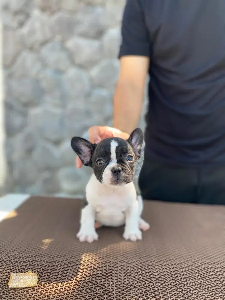 French bulldog betina rusia + champion