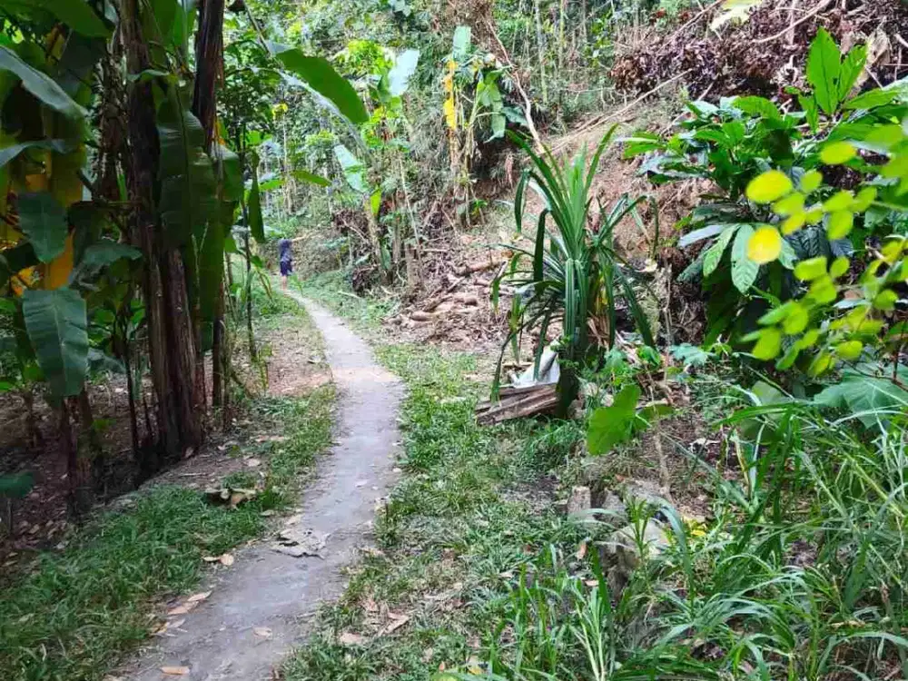 Tanah Murah cocok utk kebun buah di Girimulyo Kulon Progo