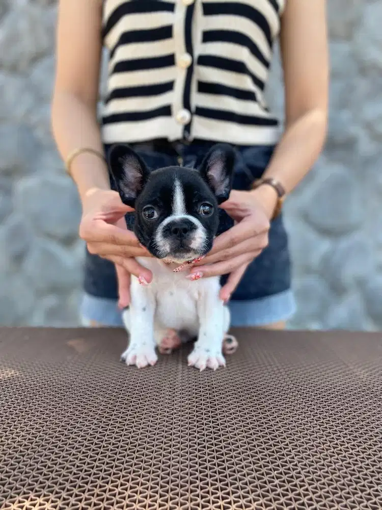 French bulldog jantan rusia + champion