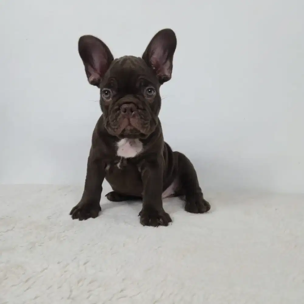 French Bulldog Rojo n Blue Rare Colour