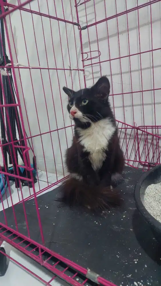 Kucing persia tuxedo