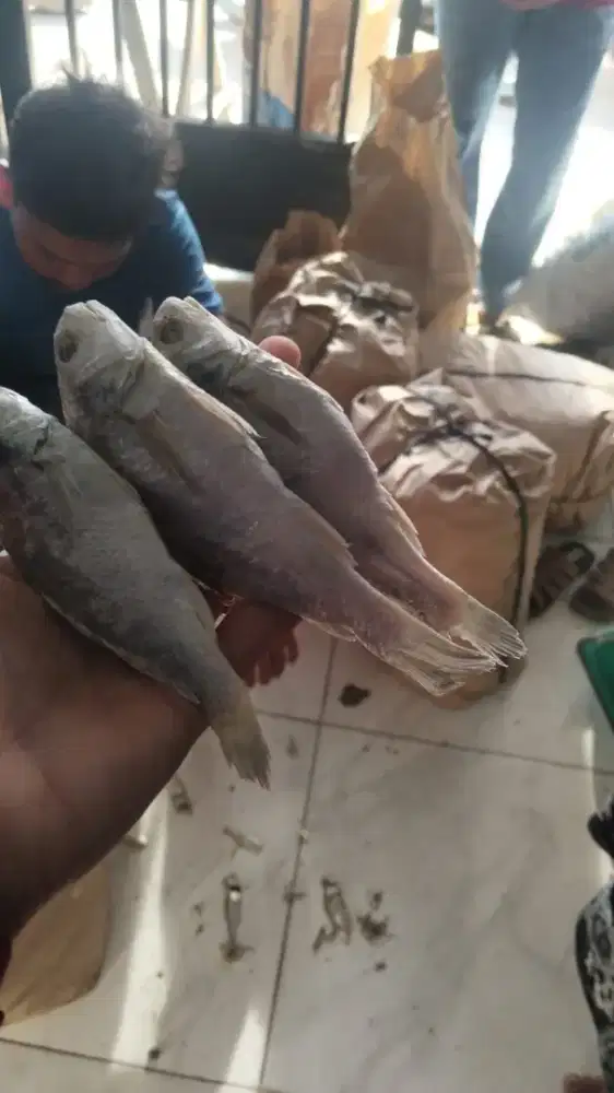 Dicari pria untuk kerja di pajak baru masuk jam 5 pagi sampai pulang
